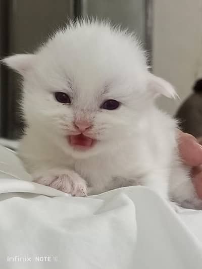 persian Cat kitten
