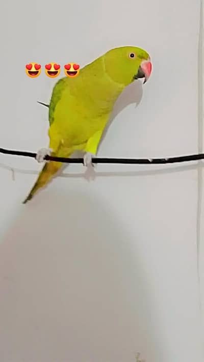 green female parrot