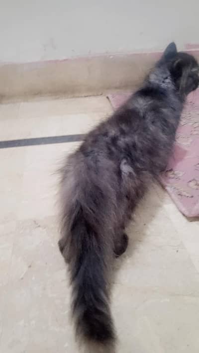 Persian gray Male