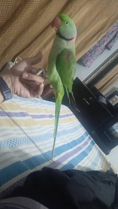 Raw Male fully tame zero bite