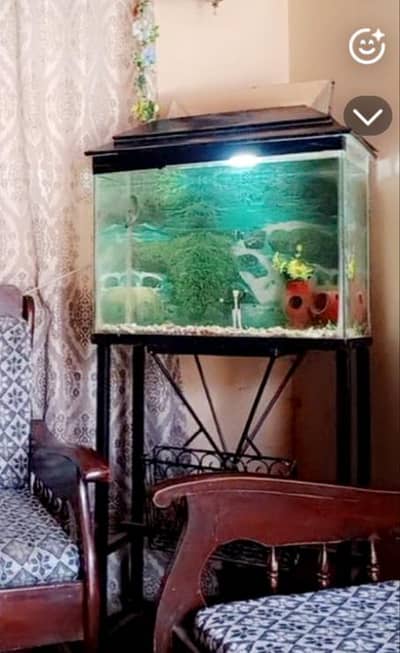 fish aquarium