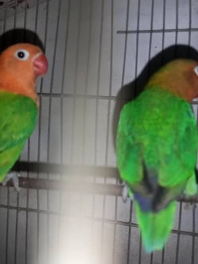 Green Opline Split PF female & Green Fishri split opline splt PF male