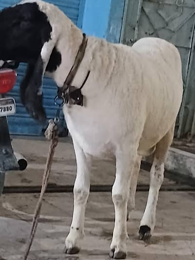 Qurbani k liay bhatreen MashaAllah