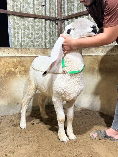 Kajla Dumbi for sale