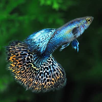 guppy fish high quality