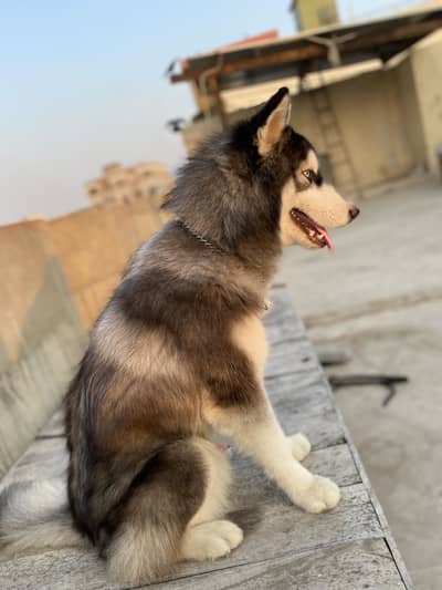 Male Siberian husky 9 months age name panther call 03 22 55 39 62 7