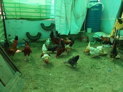 Golden misri murga full size health and active