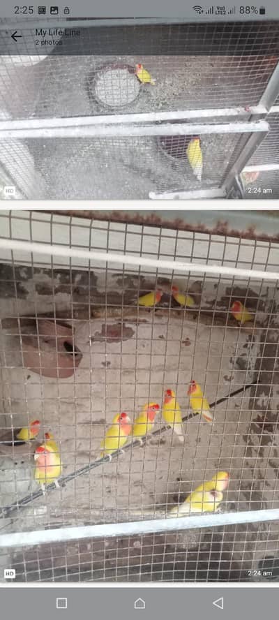 yellow  colour lotino pear