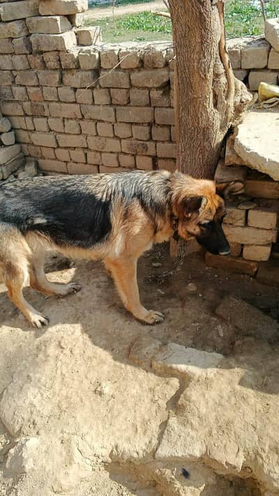 German Shepherd urgent sale
