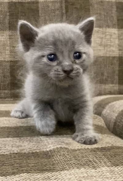 British Shorthair