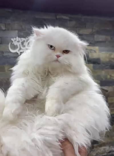 Persian cats for sale beautiful Odd eyes male and sky blue eyes female