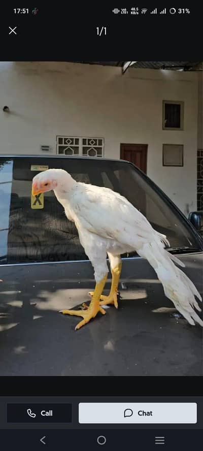 Parrot big. murga age 3month My WhatsApp 03071462214