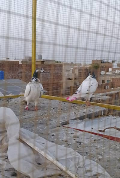 higher flying pigeon pair for sale