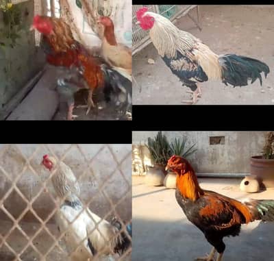 *Aseel, mianwali, heera, Java, Lakha, sussex,sussex aseel mutation*