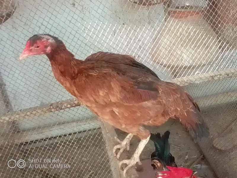 *Aseel, mianwali, heera, Java, Lakha, sussex,sussex aseel mutation* — photo 8