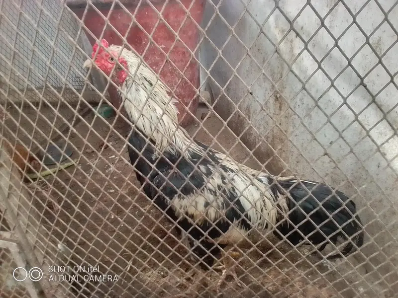 *Aseel, mianwali, heera, Java, Lakha, sussex,sussex aseel mutation* — photo 9