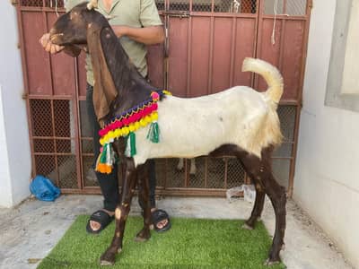 2 dant bakra pure kamori contact number 03282668925