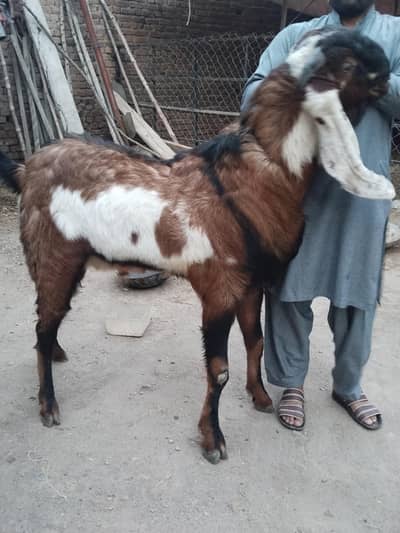 breader sale 6 dant contact 03066409672