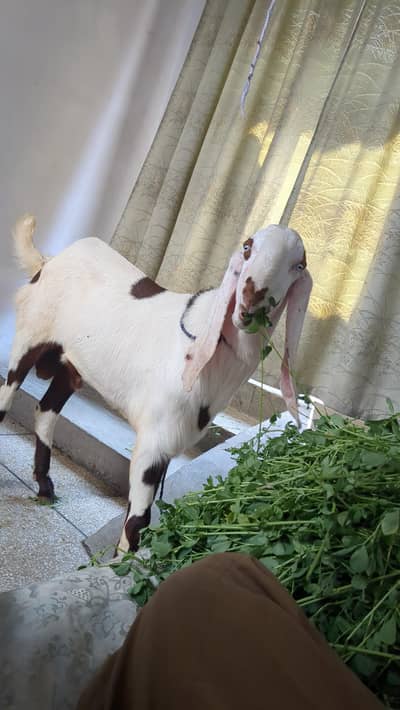 Desi Bakra for sale