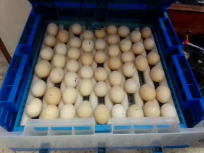 *Fertile Eggs* Mianwali Aseel/Heera/Java/ Susex  Aseel Cross