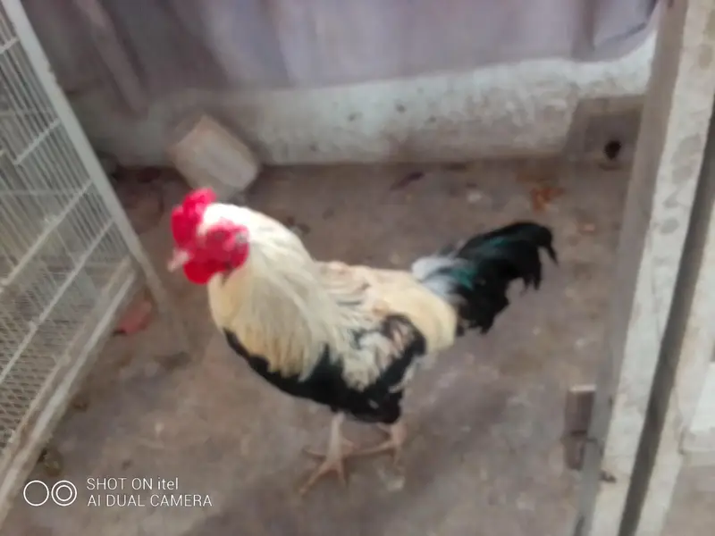 *Fertile Eggs* Mianwali Aseel/Heera/Java/ Susex  Aseel mutation — photo 3