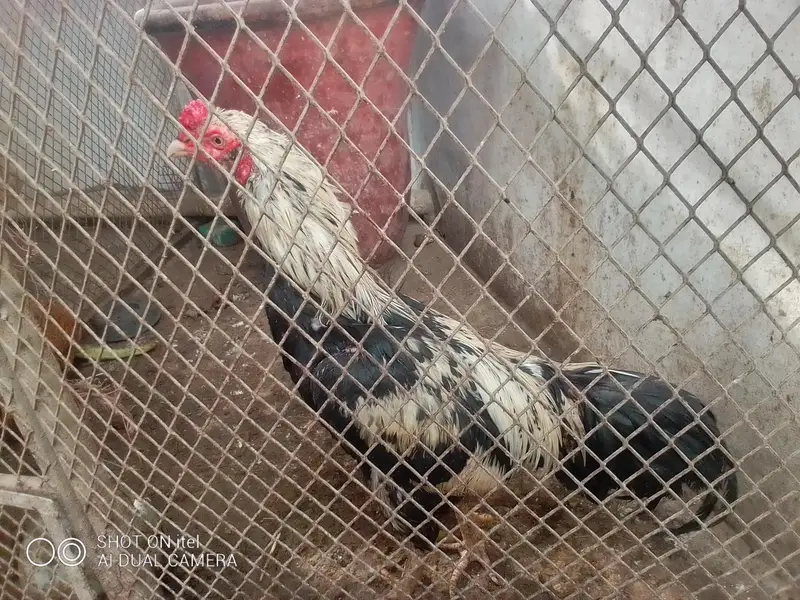 *Fertile Eggs* Mianwali Aseel/Heera/Java/ Susex  Aseel mutation — photo 4