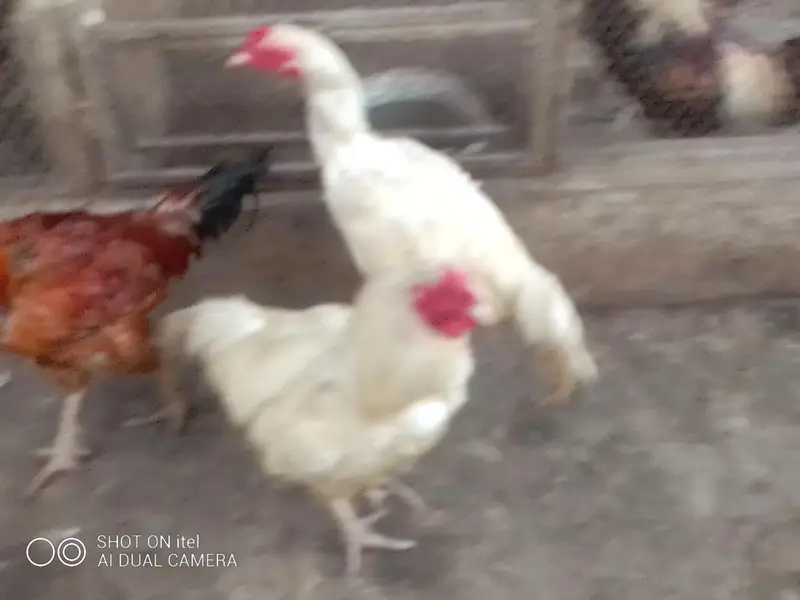 *Fertile Eggs* Mianwali Aseel/Heera/Java/ Susex  Aseel mutation — photo 5