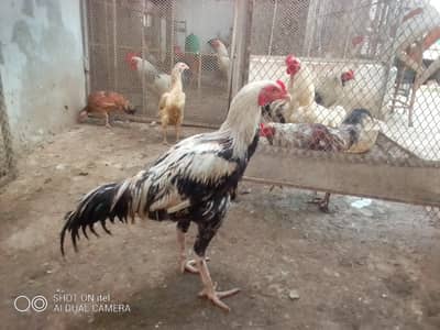 *Fertile Eggs* Mianwali Aseel/Heera/Java/ Susex  Aseel mutation