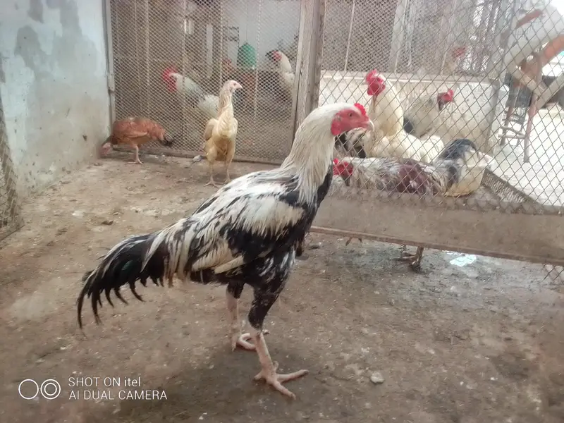 *Fertile Eggs* Mianwali Aseel/Heera/Java/ Susex  Aseel mutation — photo 6