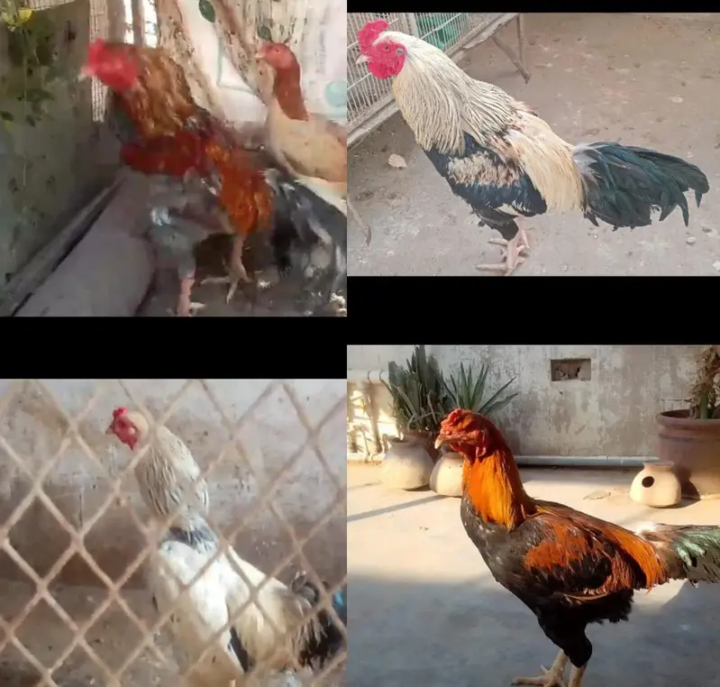 *Fertile Eggs* Mianwali Aseel/Heera/Java/ Susex  Aseel mutation — photo 7