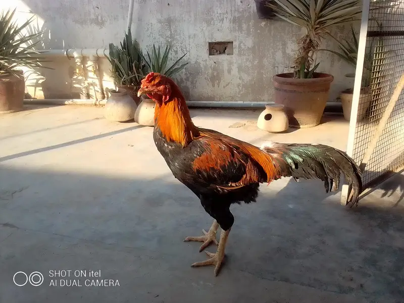 *Fertile Eggs* Mianwali Aseel/Heera/Java/ Susex  Aseel mutation — photo 8