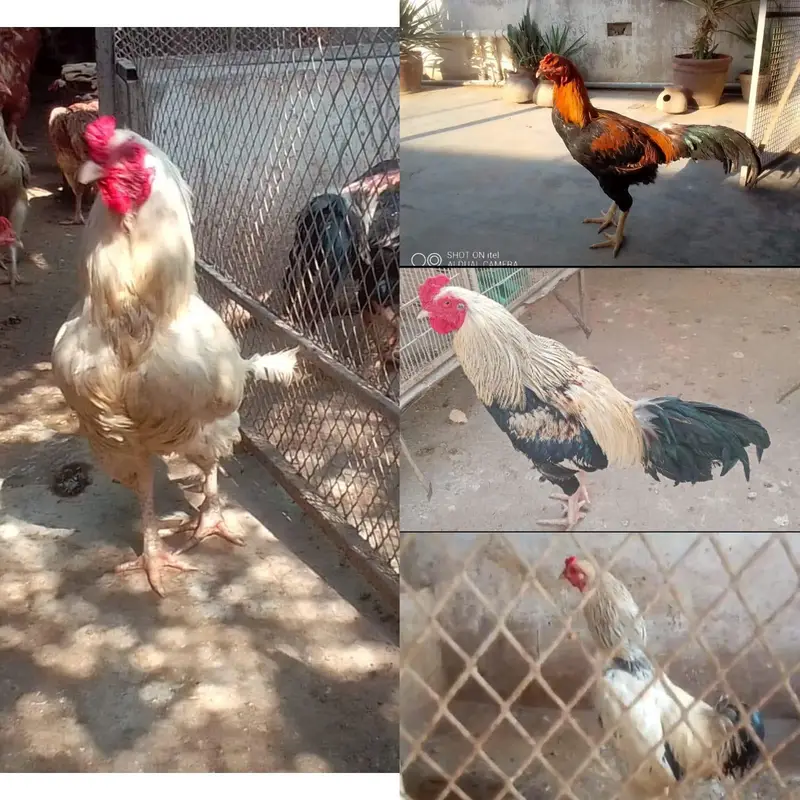 *Fertile Eggs* Mianwali Aseel/Heera/Java/ Susex  Aseel mutation — photo 9