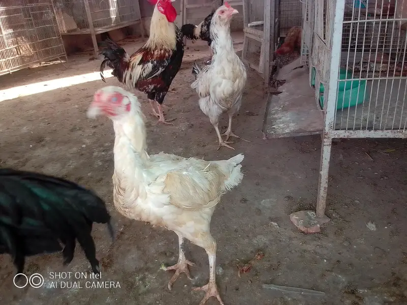 *Fertile Eggs* Mianwali Aseel/Heera/Java/ Susex  Aseel mutation — photo 10
