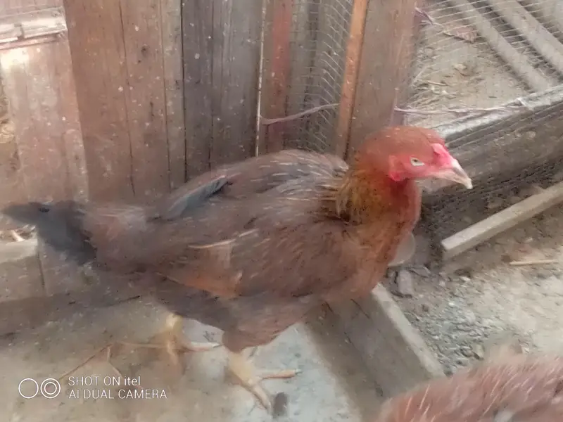 *Fertile Eggs* Mianwali Aseel/Heera/Java/ Susex  Aseel mutation — photo 11