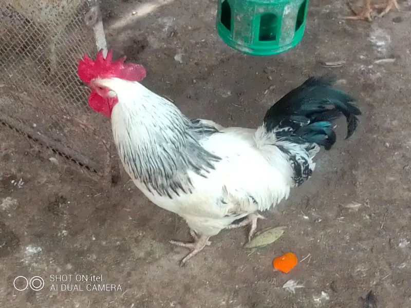 *Fertile Eggs* Mianwali Aseel/Heera/Java/ Susex  Aseel mutation — photo 12