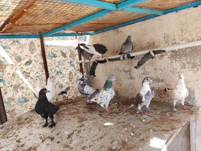 Pigeons for sale 300 rupees per piece