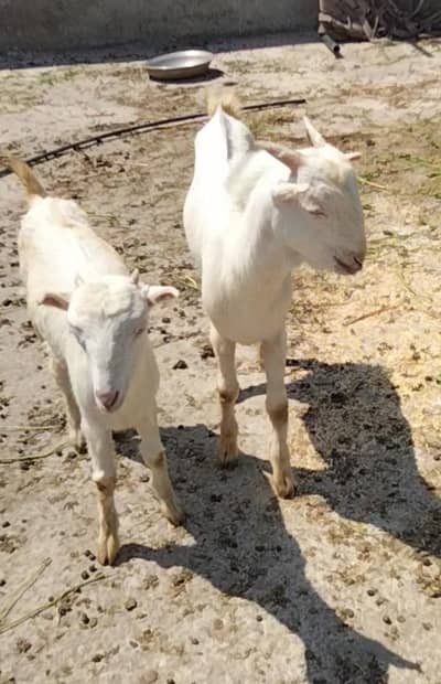 Russian teddy pair 03324262191