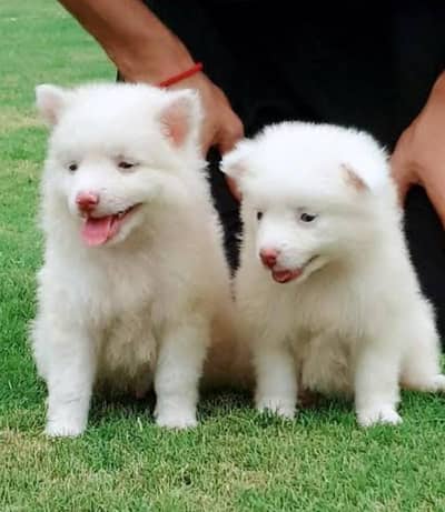 Russian puppy Dogs for sale 2 month age Whatsapp no O3O7l4622l4