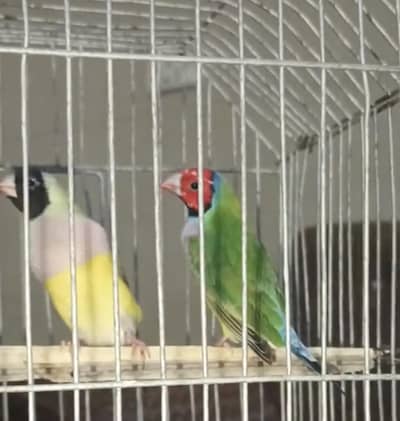 Gouldian Pair Adult