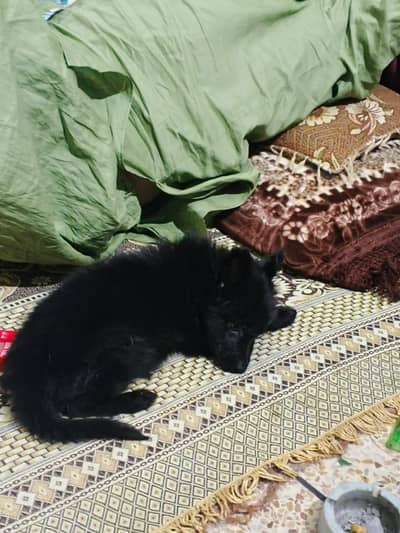 German shepherd female puppy