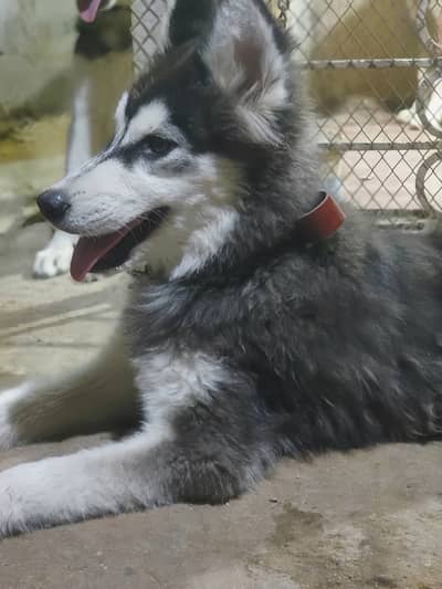 Pure Siberian Husky – Male Available – Karachi