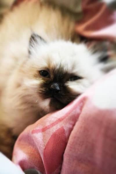 Himalayan kitten