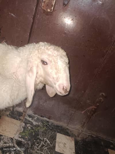 gulabi nasal ka dumba 4 maheene 13 din age hai