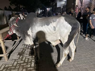 Qurbani 2026 ke 2 dath ke janwar Available whatsapp 03352725761