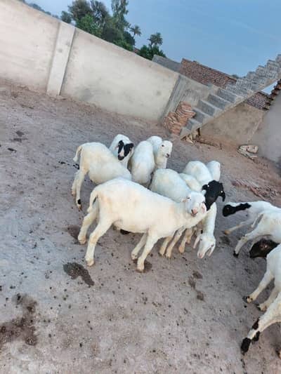 Chhatra Bakra Sheep for Qurbani 2026 | 18 Male Sheep Available