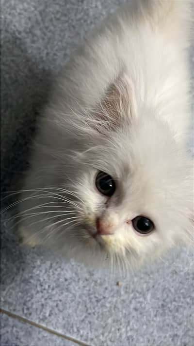 Cat available for adoption in lahore