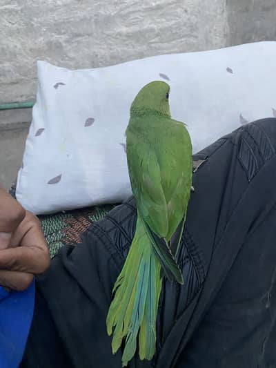 Ringnak hand tame available haldi active for sale