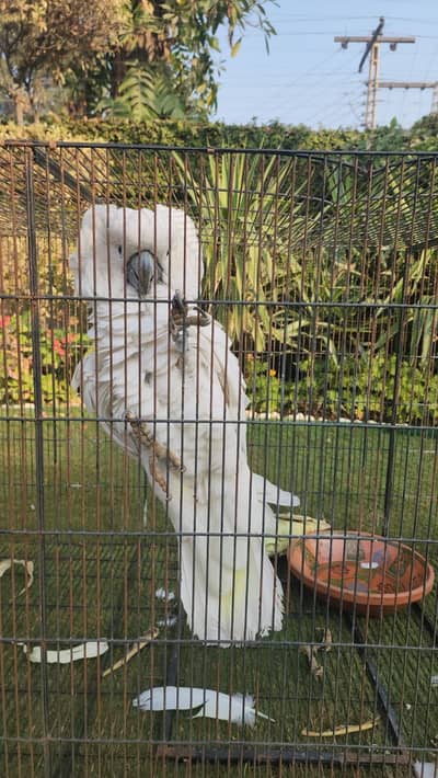 Tamed & Super Talkative Triton Cockatoo