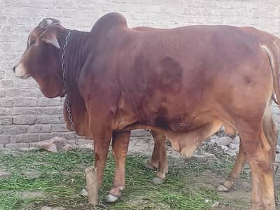 only serious person contact plz