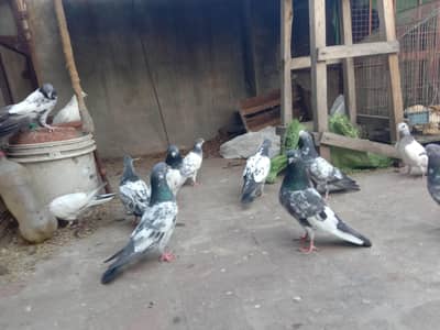 high fly chicks only sale  3064328164+3464668249